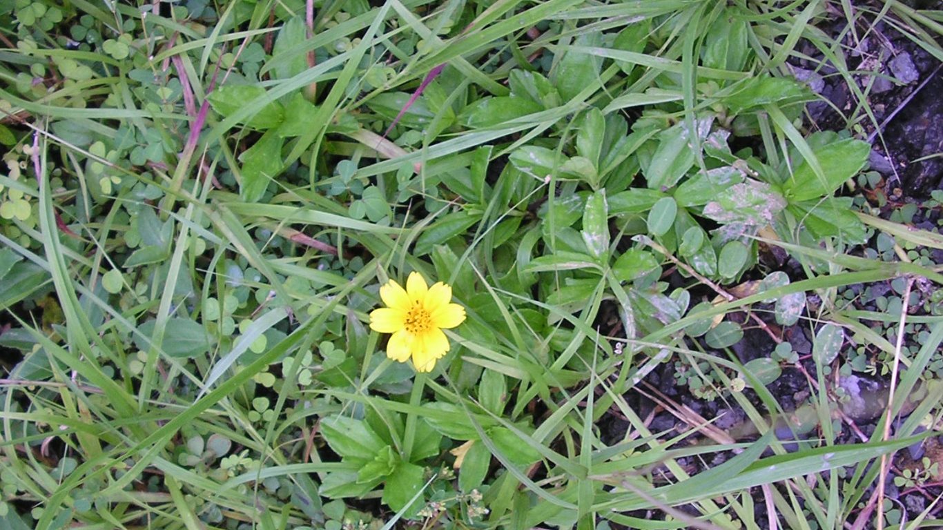 w024 Yellow daisy. Abandoned quarry at foot of San Fernando Hill, San Fernando, Trinidad, TT San Fernando, Trinidad, TT w024_daz08_yello daisy_abandoned quarry at foot of san fernando hill_san fernando_trinidad_tt_20111222_tobagojo@gmail.com_P1010035E_r-90_1366w_768h